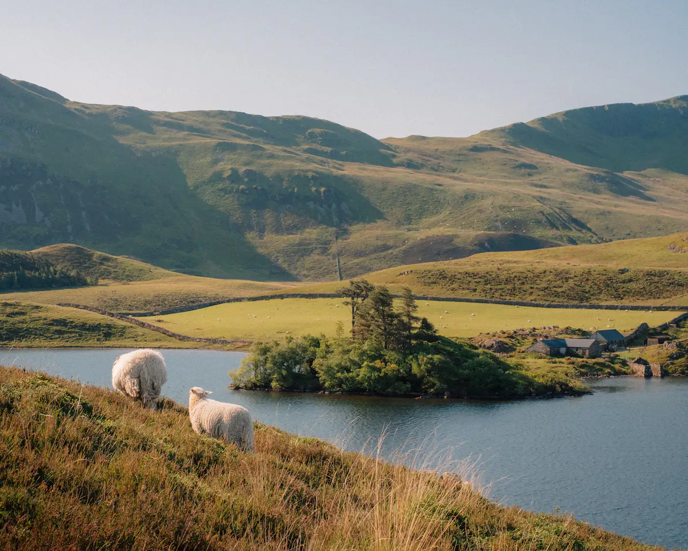 Sheep grazing above a lake in the Welsh hills